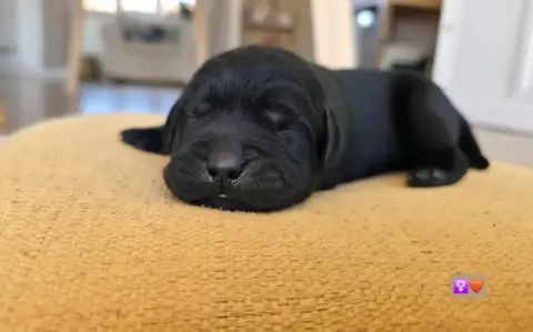 Labrador Retriever  Femelle 3 Noire Du Jardin Des Cap 0bbbf