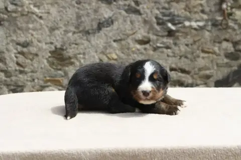 Bouvier Bernois  Chiot 7 De La Vallée De L'Hyrome photo 2