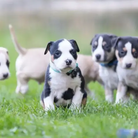 Chiots American Staffordshire Terrier