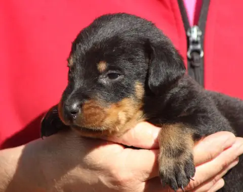 Berger De Beauce  Chiot 3 De Genevayse