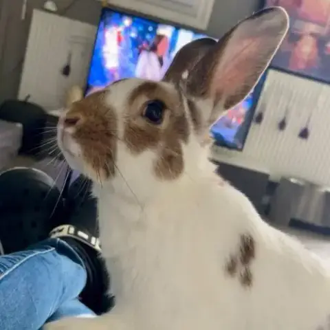 Lapin Linus