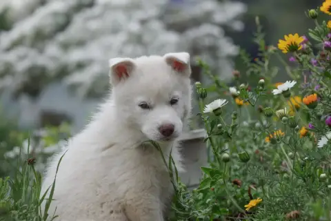Siberian Husky  Boreas Frost Siberian Southeast photo 3