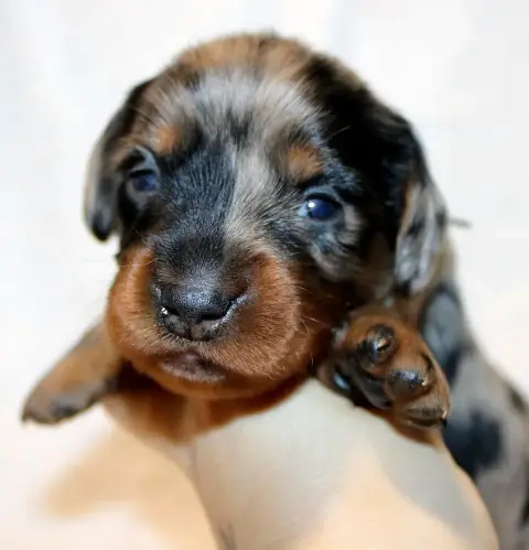 Teckel Poil Long  Chiot N°3 Of Moonlight Blue photo 3