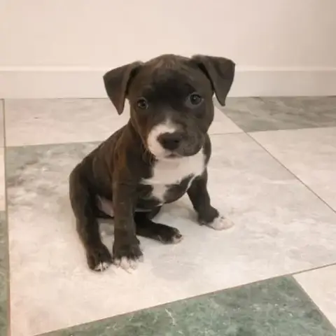 Magnifiques Chiots Amstaff Bleus