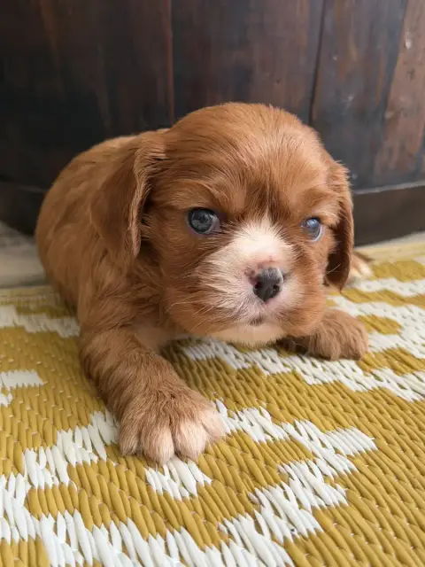 Cavalier King Charles Spaniel  Bérénice De La Cour De 4b32d