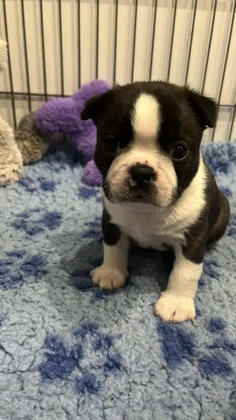 Boston Terrier  Chiot N°3 Du Temple Des Gremlins
