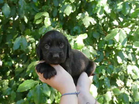 Cocker Spaniel Anglais photo 2