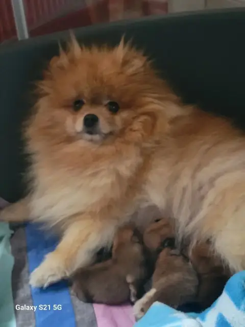 Spitz Allemand  Chiot N°2 Mosneranie
