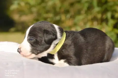 Whippet  Chiot N°1 Mady'N Alphysia