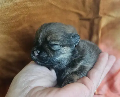 Spitz Allemand  Blue Moon Des Amours De Claya photo 3