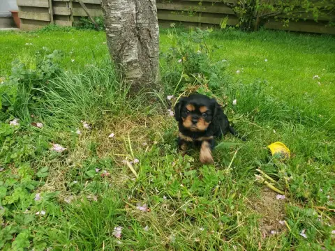 Cavalier King Charles Spaniel photo 2