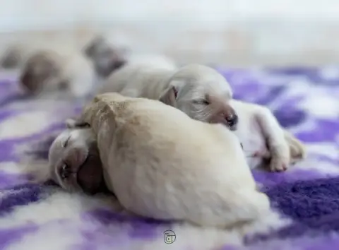 Golden Retriever  Goldheaven Gold Heaven