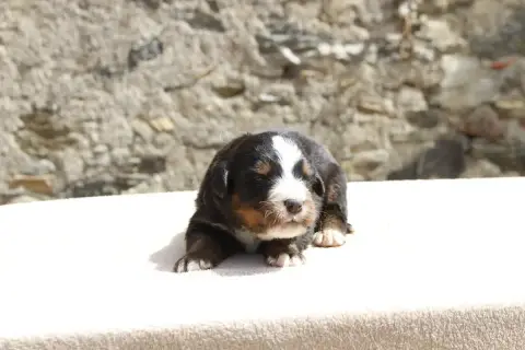 Bouvier Bernois  Chiot 7 De La Vallée De L'Hyrome