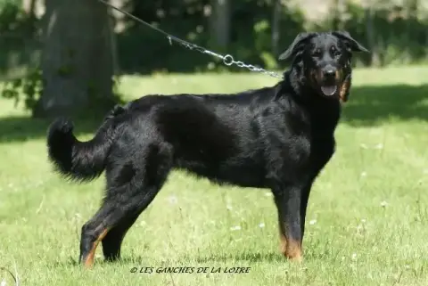 Berger De Beauce  B..... De Tiana Des Gardiens D'Anaf c6bdb photo 3