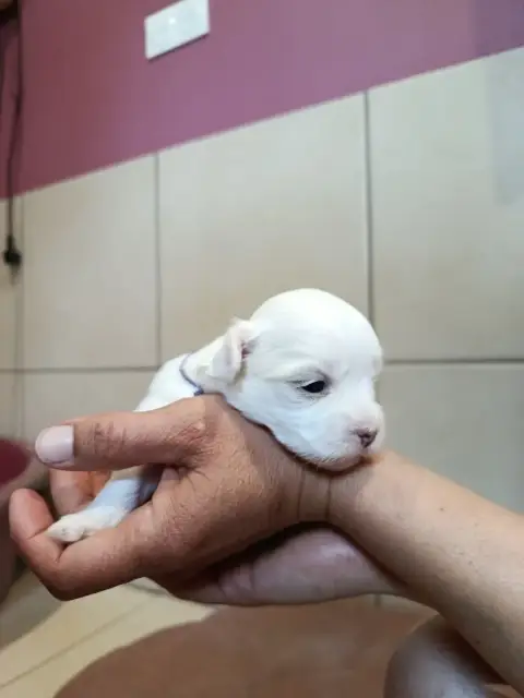 Coton De Tulear  Violet Du Haut De Champfleury photo 2