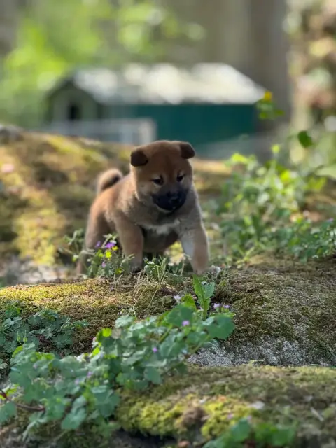 Shiba  Collier Jaune - photo 2