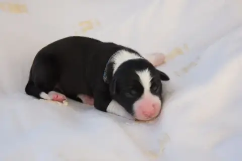Border Collie