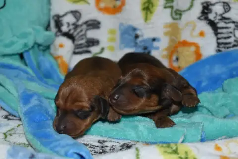 Teckel Poil Ras  Chiot 3 Du Moulin Sault