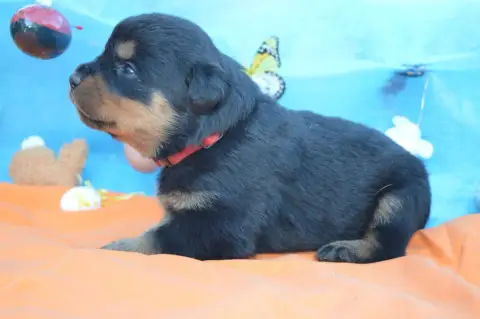 Rottweiler  Collier Rouge Des Gardiens De Feu photo 2