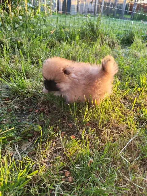 Spitz Allemand  Bo- photo 2