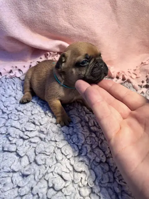 Bouledogue Français  Collier Vert Of The Peaky'S Fren f7b09