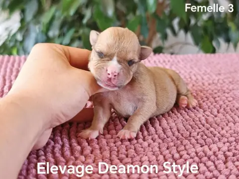 American Staffordshire Terrier