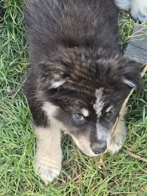 Chien Finnois De Laponie  Bjorn De La Terre D'Eseka df7de