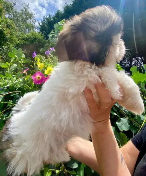 Shih Tzu  Bouh De La Baronnerie Des Cuillerdier photo 3
