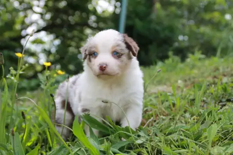 Berger Australien  Chiot N°4 Du Rêve Des Joyaux