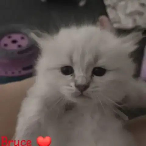 Chatons Sibérien Loof
