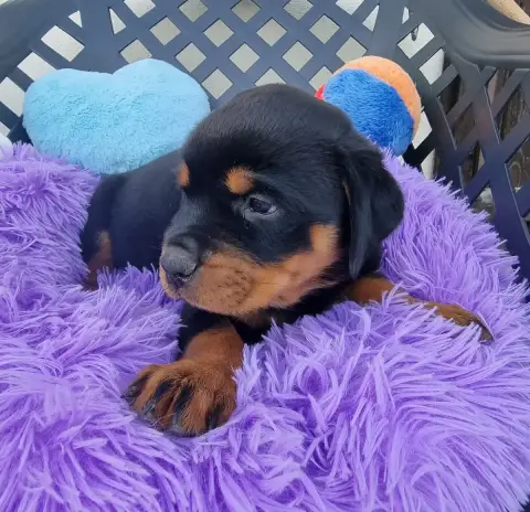 Rottweiler  Bella De L'Arbre Des Batailles photo 3