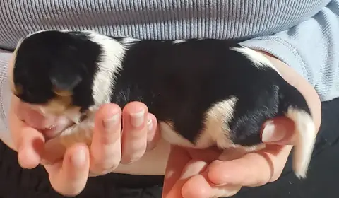 Cavalier King Charles Spaniel  Chiot N°6 Du Domaine D 31d63 photo 3