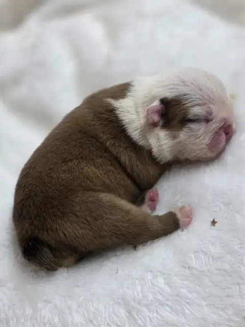 Bulldog Anglais  Bee Des Éclats De Cassiopée