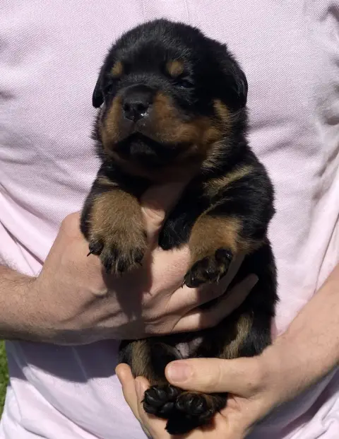 Rottweiler photo 2