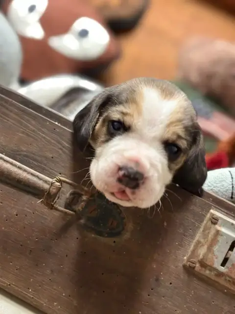 Beagle  Chiot N°1 Du Domaine Des Pattes Dorées