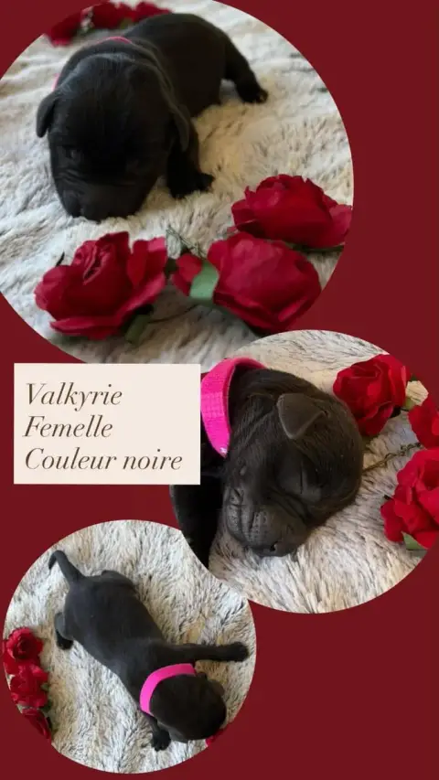 Labrador Retriever  Valkyrie Du Domaine Des Belles Au 74624