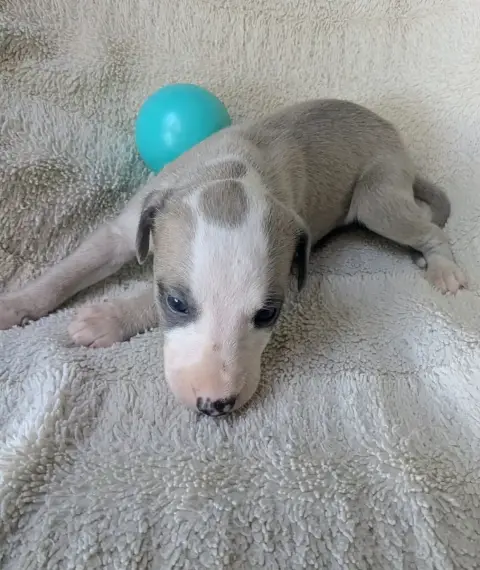 Whippet  Brennus De Rockalma photo 2