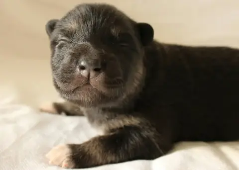 Chien Finnois De Laponie  Brocéliande Basile De La Va 1b8c6