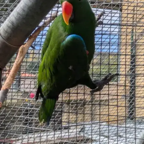 Male Éclectus