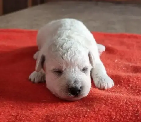 Bichon Frise  Chiot N°2 Des Hirondelles Du Voyage photo 3