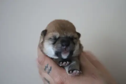 Shiba  Jaune Au Domaine D’Osaki