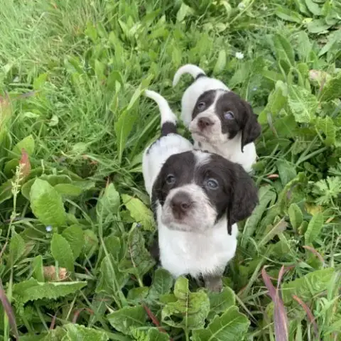 Chiots Épagneul Français Femelles Et