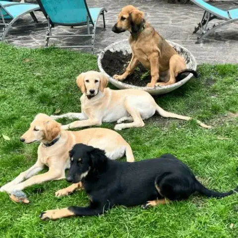Chiots