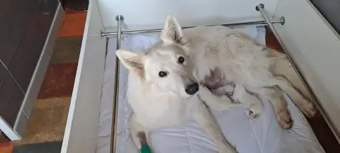 Berger Blanc Suisse  Babydol Des Blancs Du Pays Gallo 44a9c