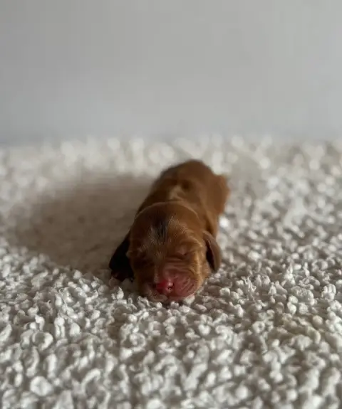 Cocker Spaniel Anglais photo 2