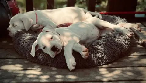 Dogo Argentino  B... Del Sueño Latino Del Sueno Latin 200e2 photo 2