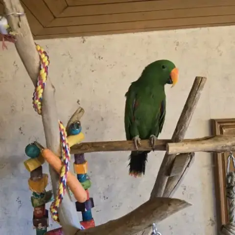 Perroquet Eclectus Élevé A La Main