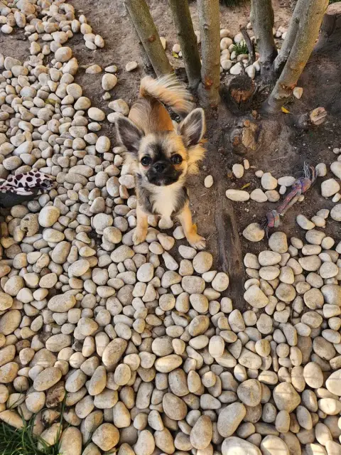 Chihuahua  Archie Arrow Mes Bebes De Presbytere photo 3