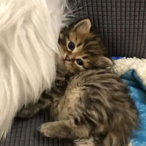 Magnifiques Chatons Sibériens À Vendre