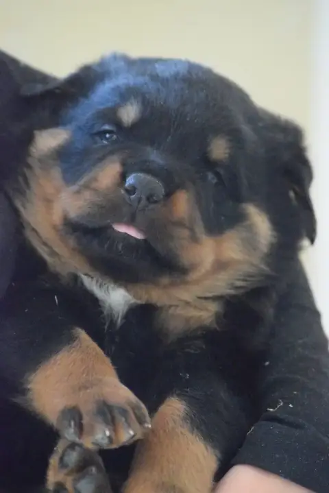 Rottweiler photo 3